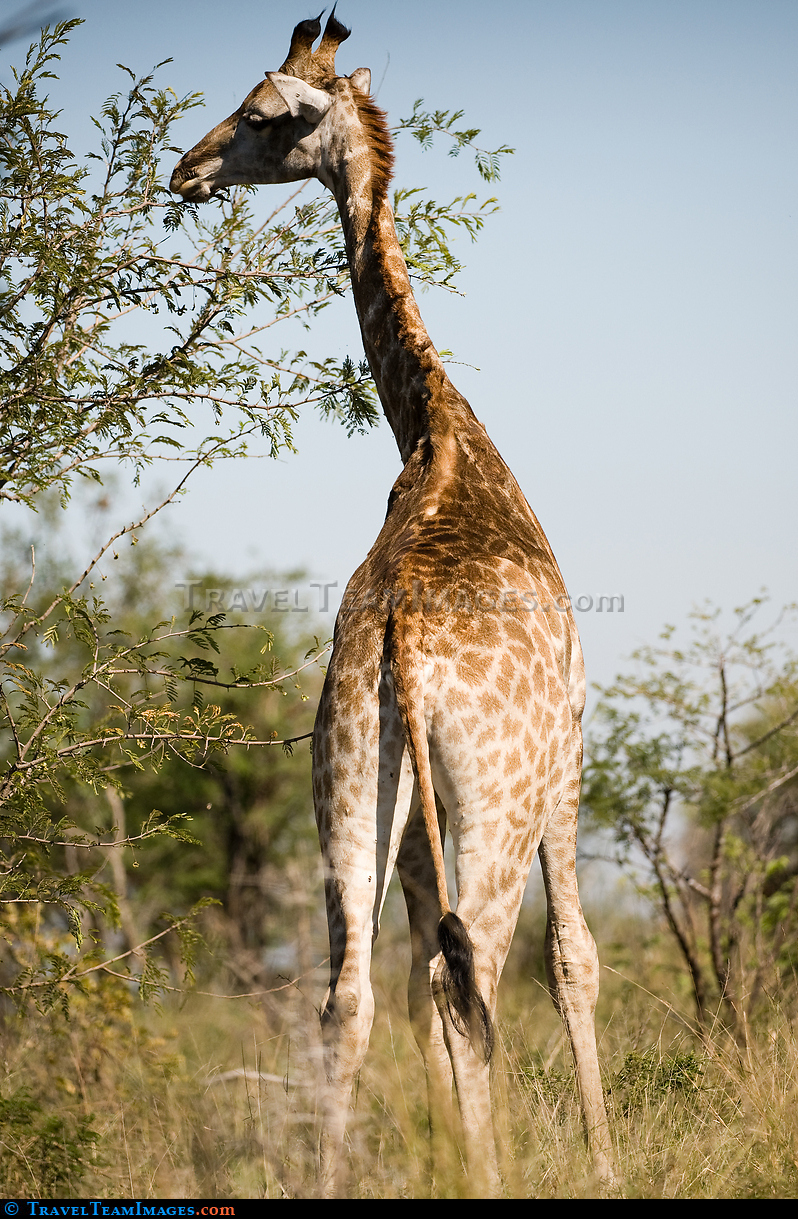 Female Giraffe Eating