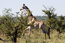 Giraffe running, Kruger National Park