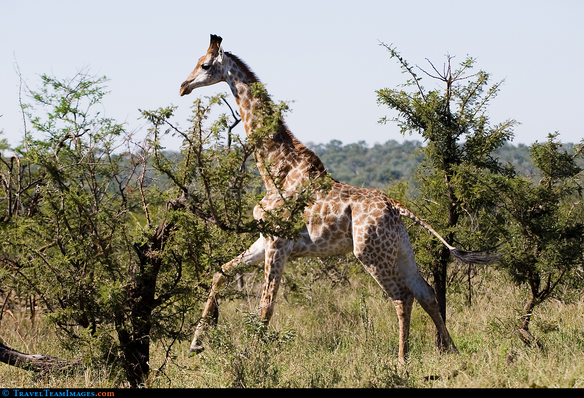 Giraffe on the Run
