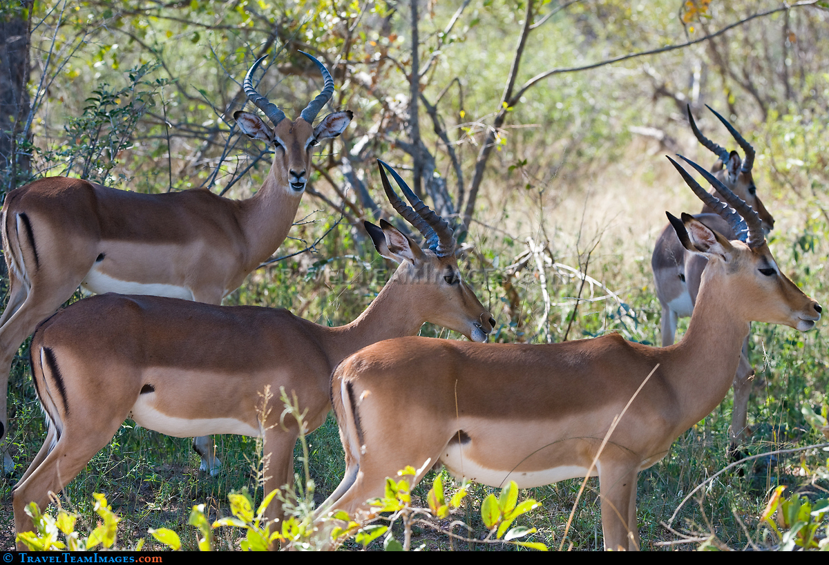Herd of Impala