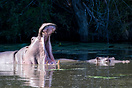 A territorial hippopotamus displaying its large canines in a threateni...