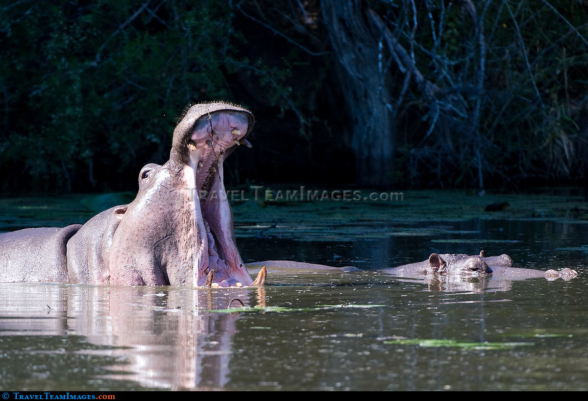 Open Mouthed Hippopotamus