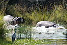 Hippos running into a lake, Kruger National Park