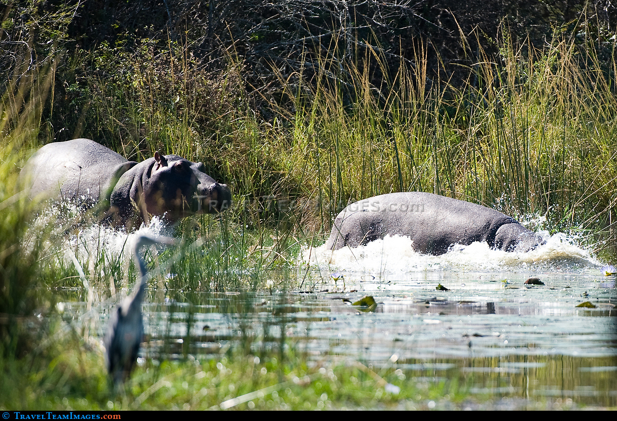 Hippos Running into Lake