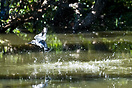 The pied kingfisher usually hunts by hovering over the water and divin...