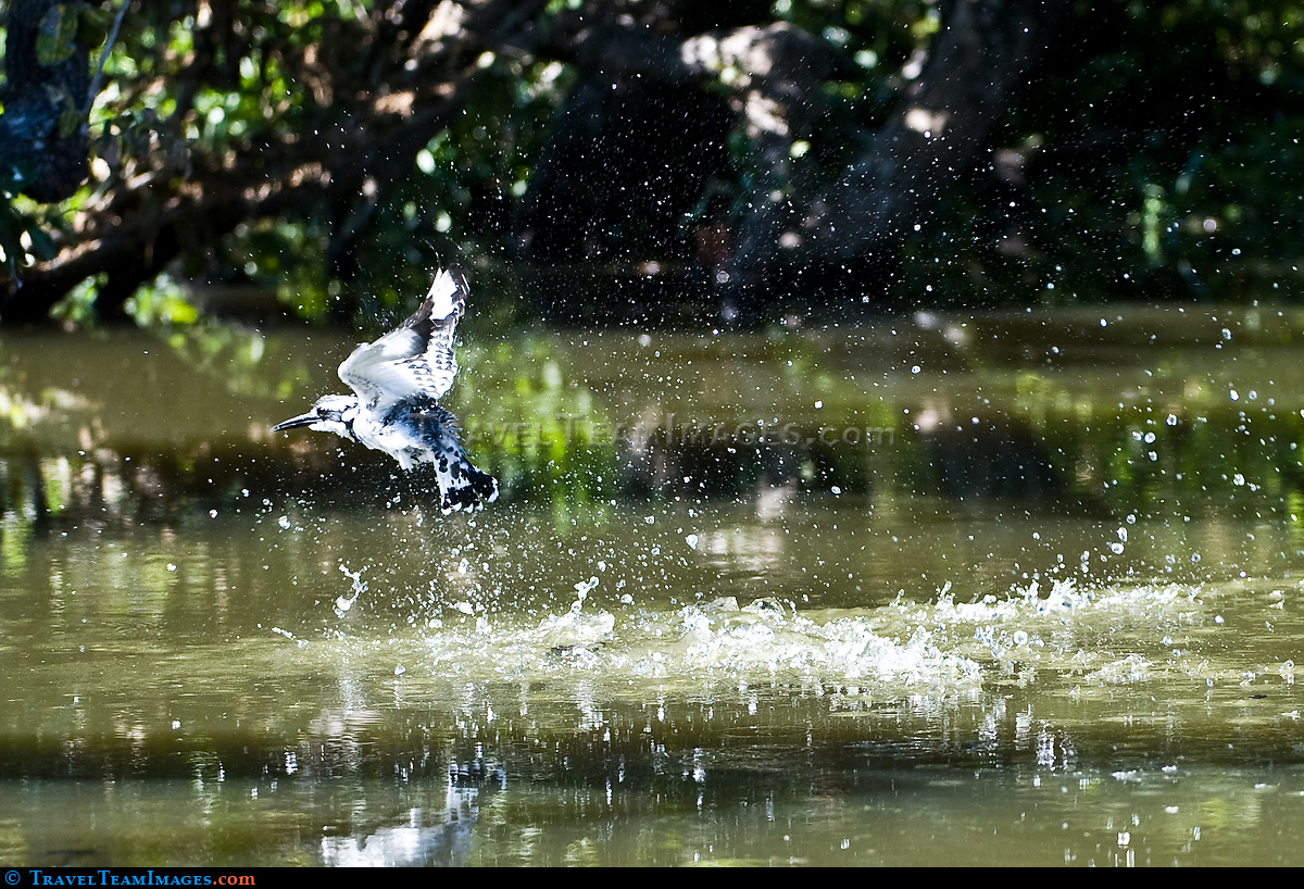 Pied Kingfisher