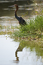 A goliath heron, Kruger National Park