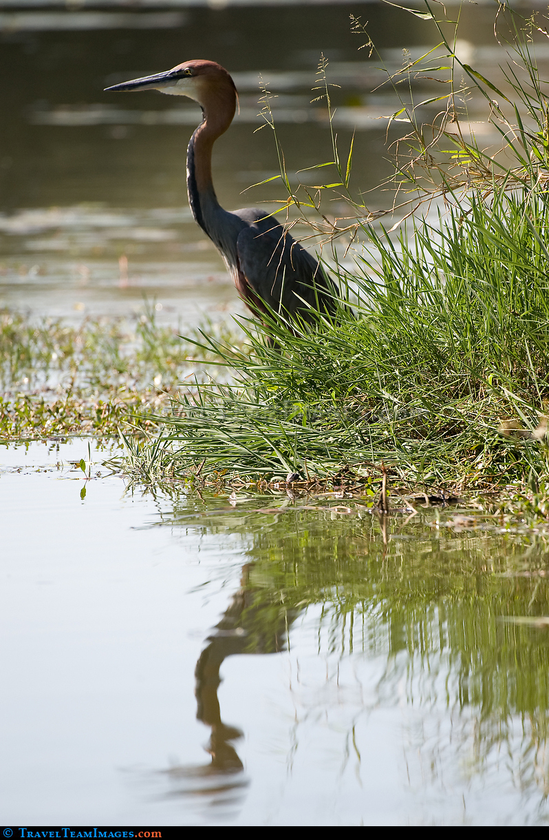 Goliath Heron