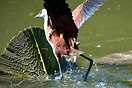 The jacanas are a group of waders in the family Charadriidae, which ar...