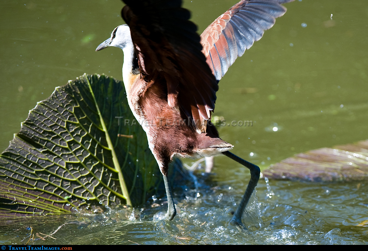 African Jacana