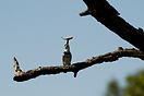 The pied kingfisher usually hunts by hovering over the water and divin...