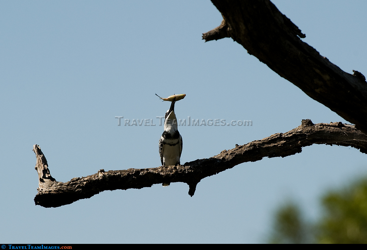 Pied Kingfisher with Fish