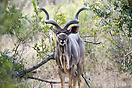 Kudu, Kruger National Park