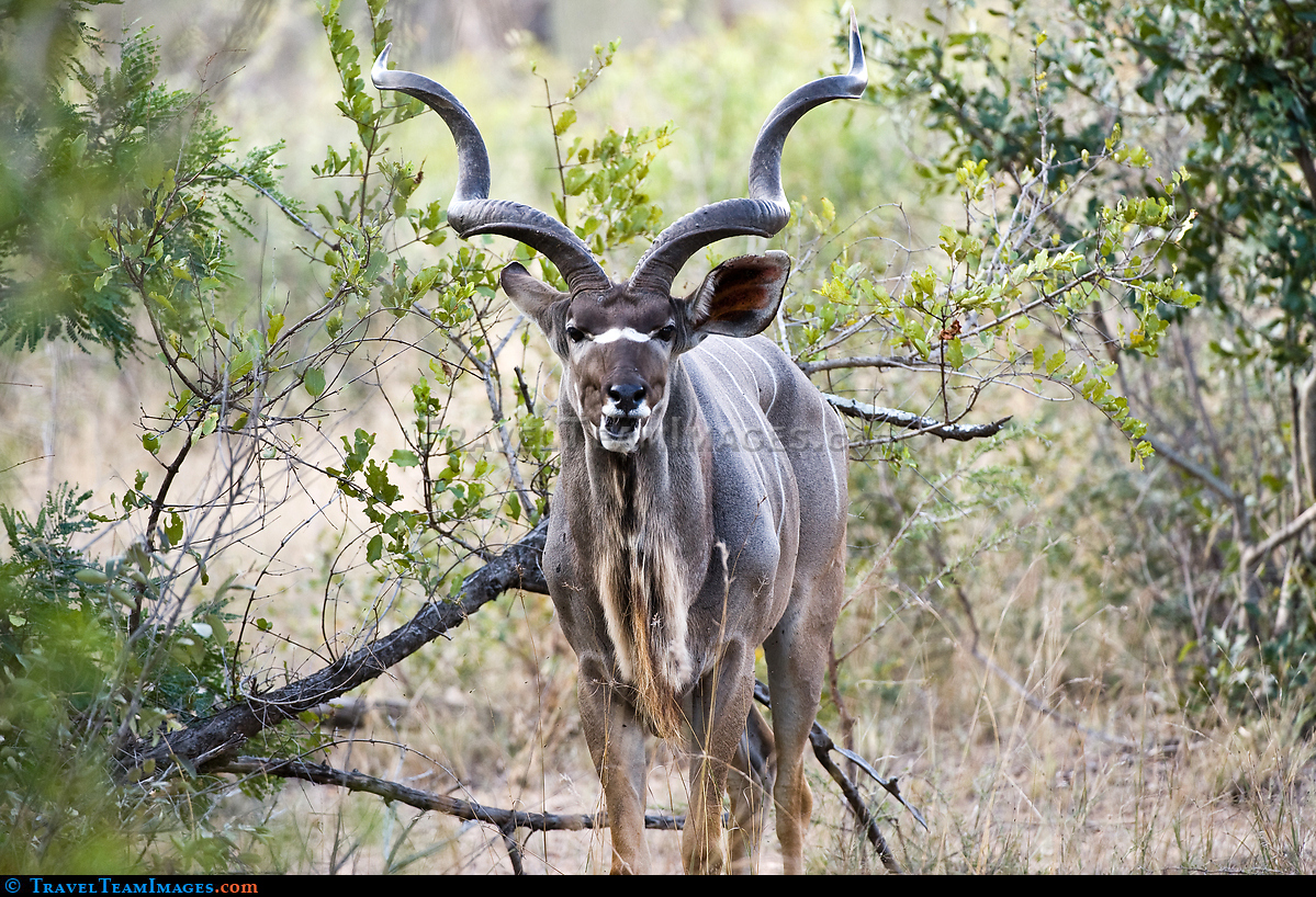 Kudu