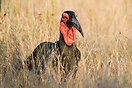 The Southern Ground-hornbill, Bucorvus leadbeateri or cafer, is one of...