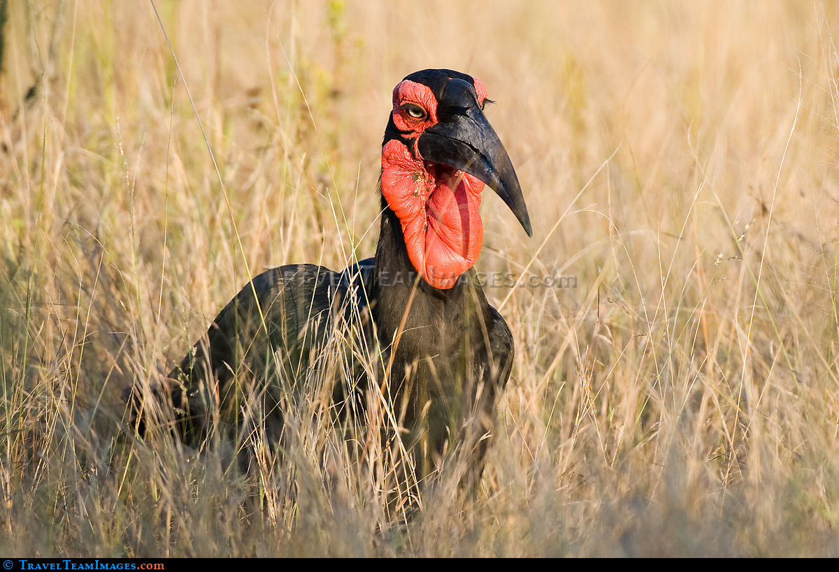 Southern Ground Hornbill