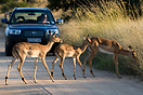Imaplas crossing a road in Kruger National Park