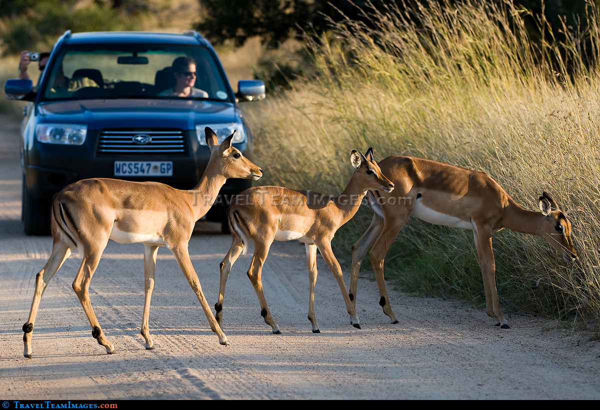 Impala Crossing