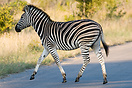 Zebra crossing a road in Kruger National Park