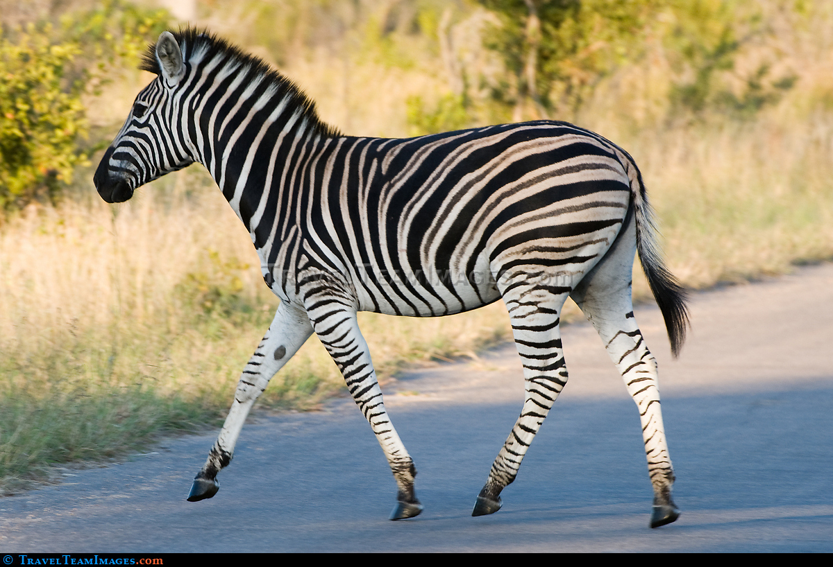 Zebra Crossing