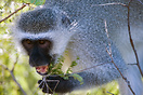 A vervet monkey eating in Kruger National Park
