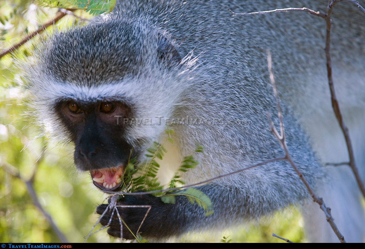 Vervet Monkey