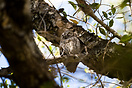 An African Barred owlet in Kruger National Park