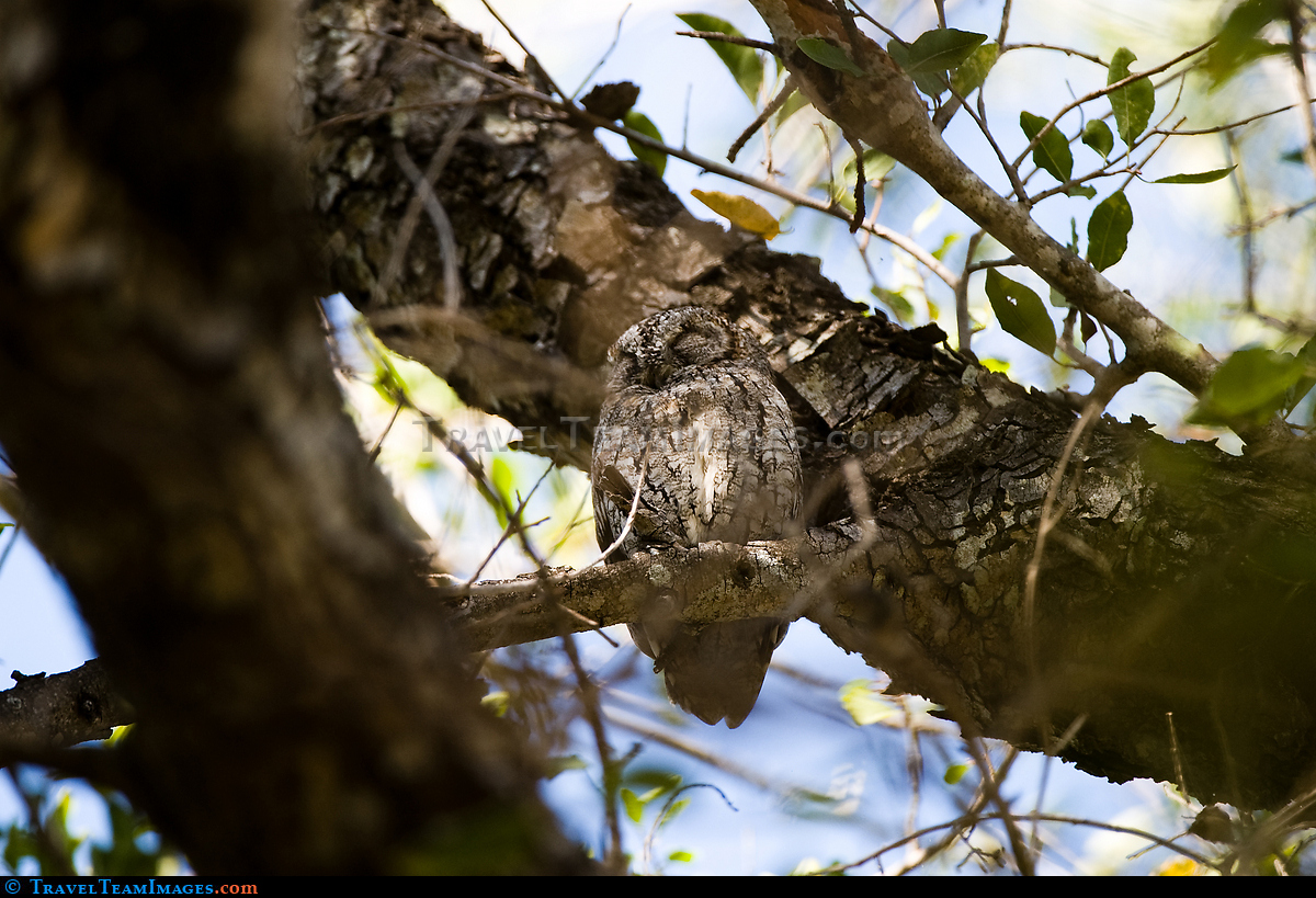 African Barred Owlet