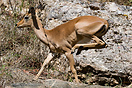 Young impala running in  Kruger National Park