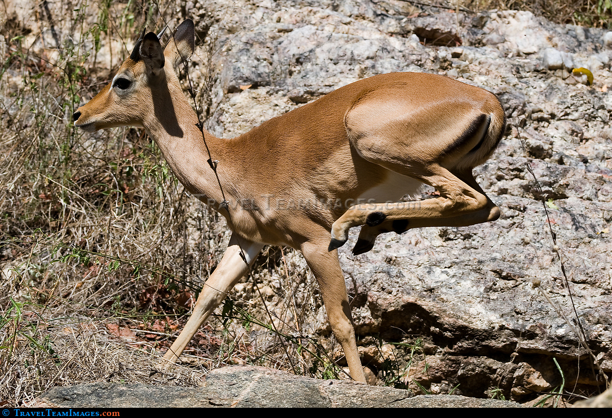 Young Impala