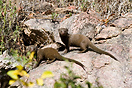 Dwarf mongoose in Kruger National Park