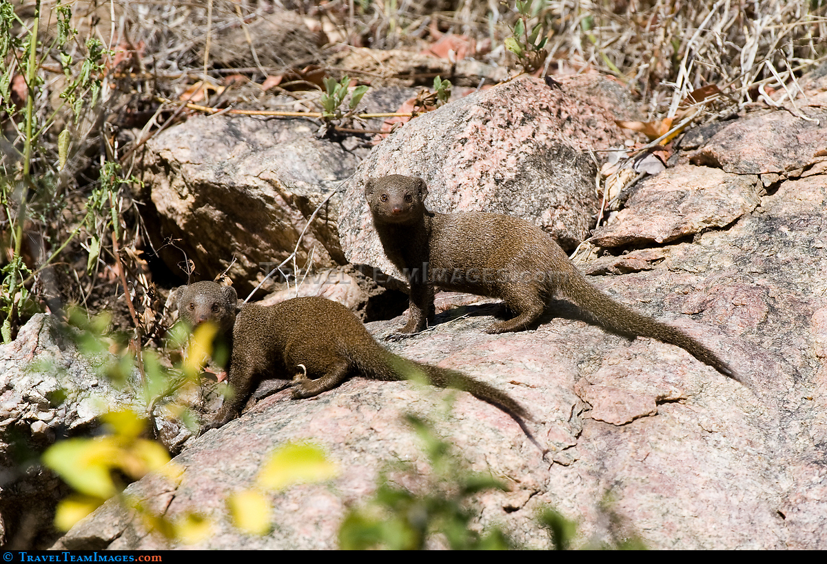 Dwarf Mongoose
