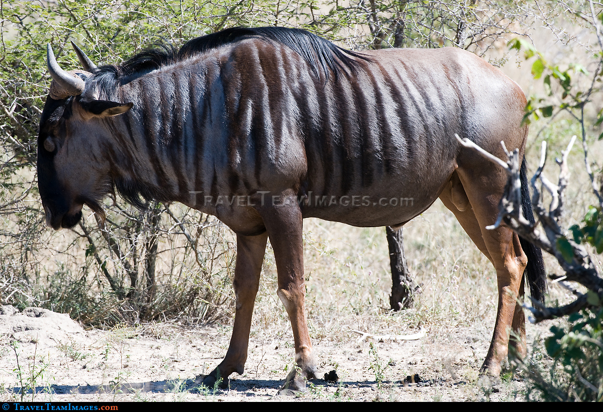 Blue Wildebeest