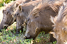 A group of four warthogs eating Kruger National Park