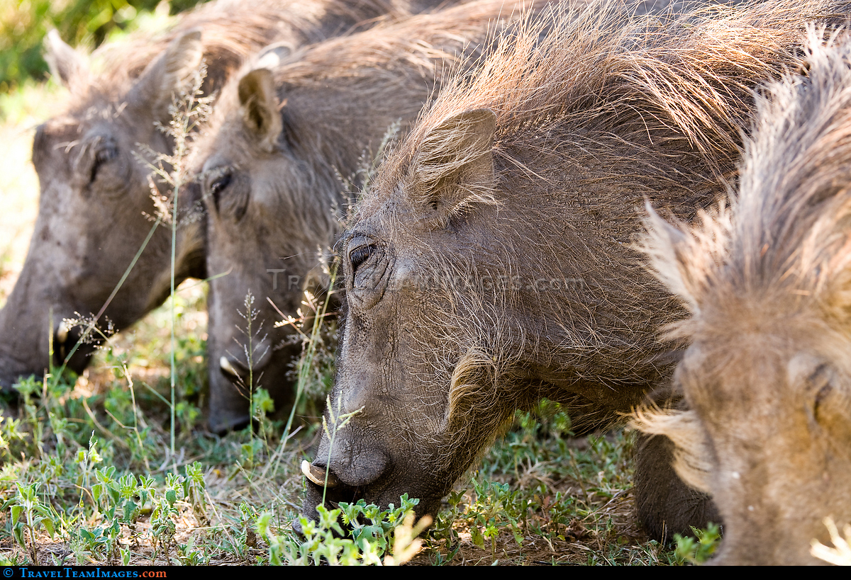 Warthogs Eating