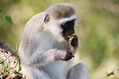 A vervet monkey eating in Kruger National Park