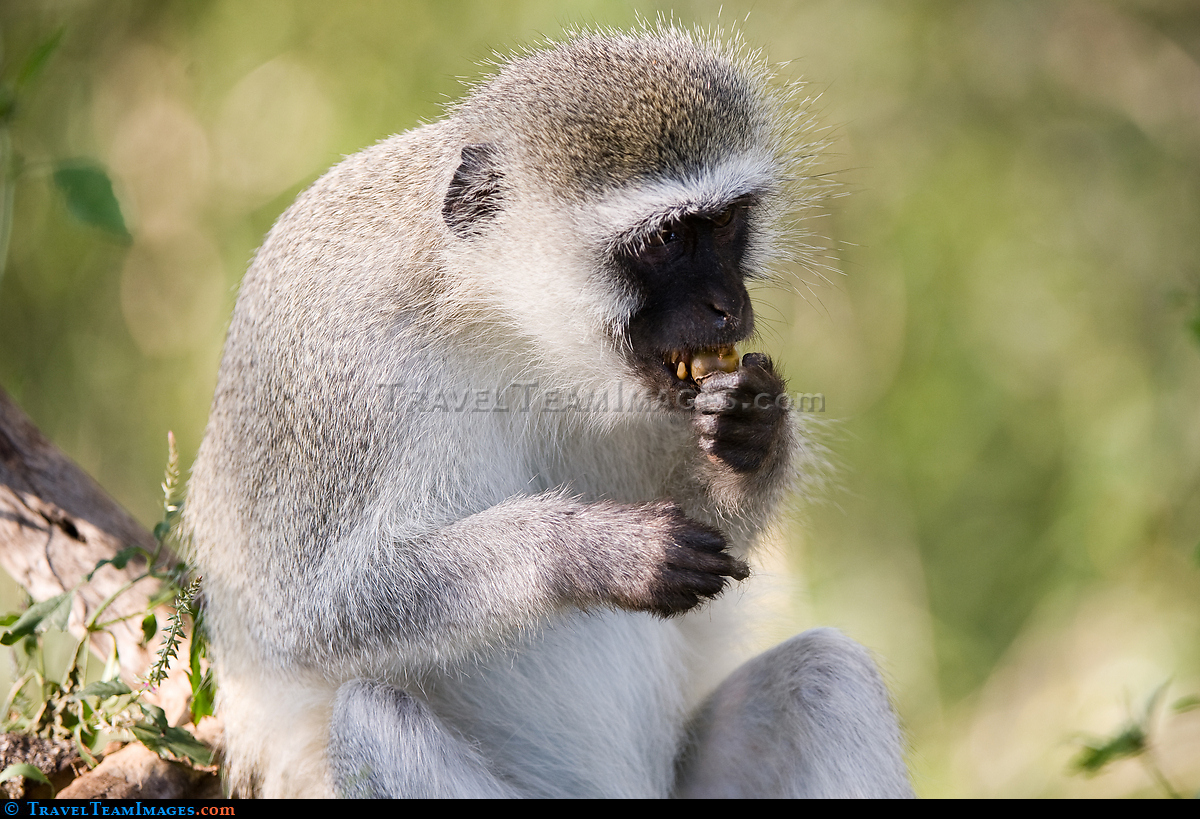Vervet Monkey eating