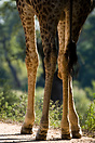 Giraffes feet Kruger National Park