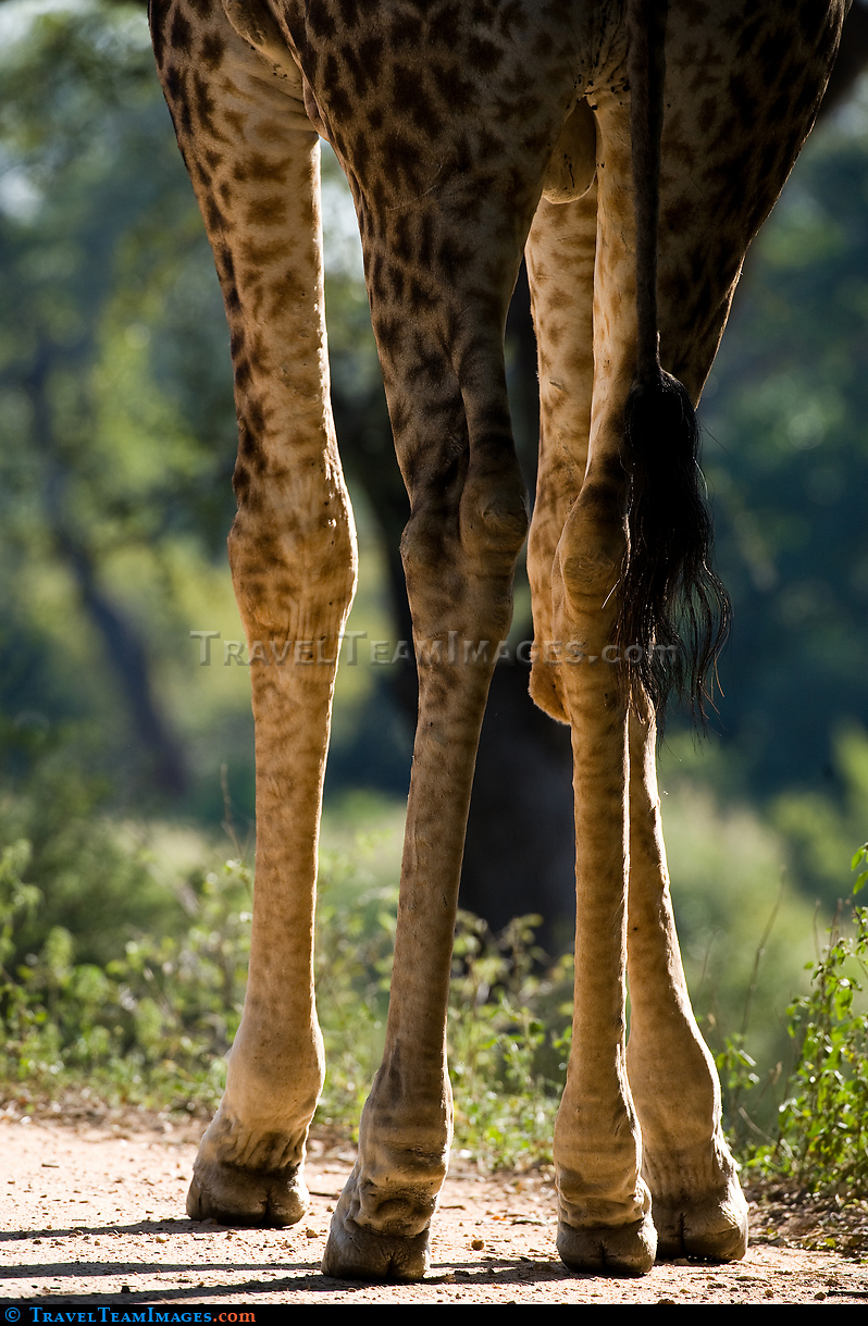 Giraffes Feet