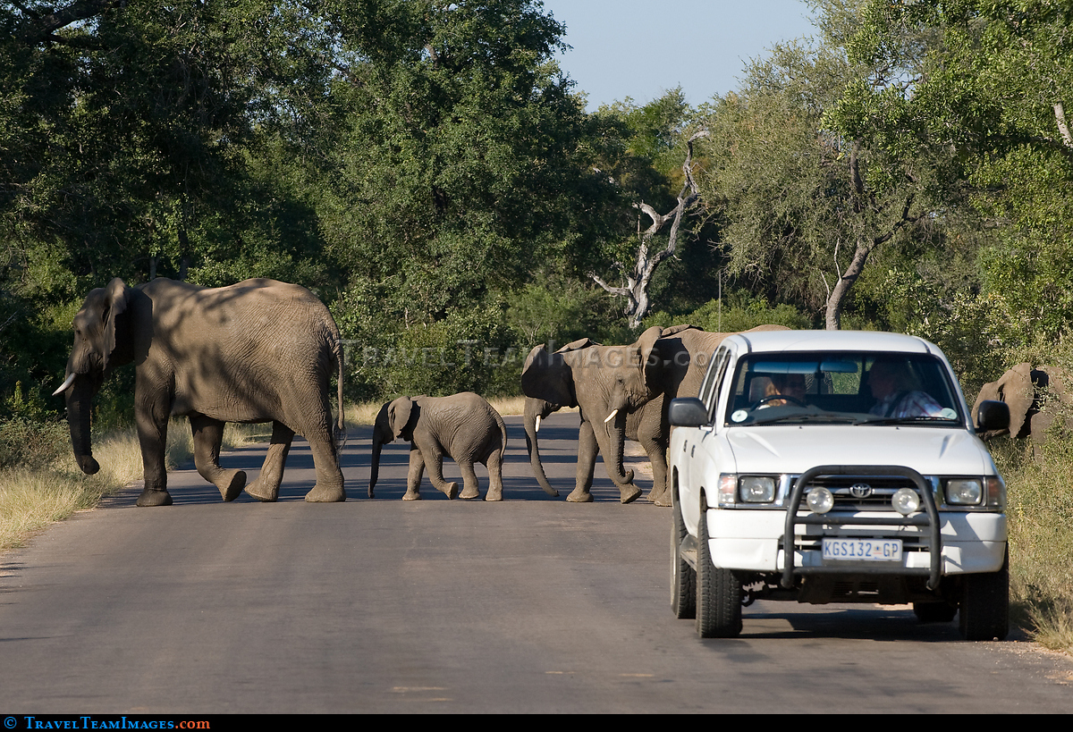 Elephants Crossing