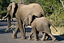 Elephant and calf, Kruger National Park