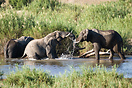 The elephant in the middle just arrived and is trying to get rid of th...