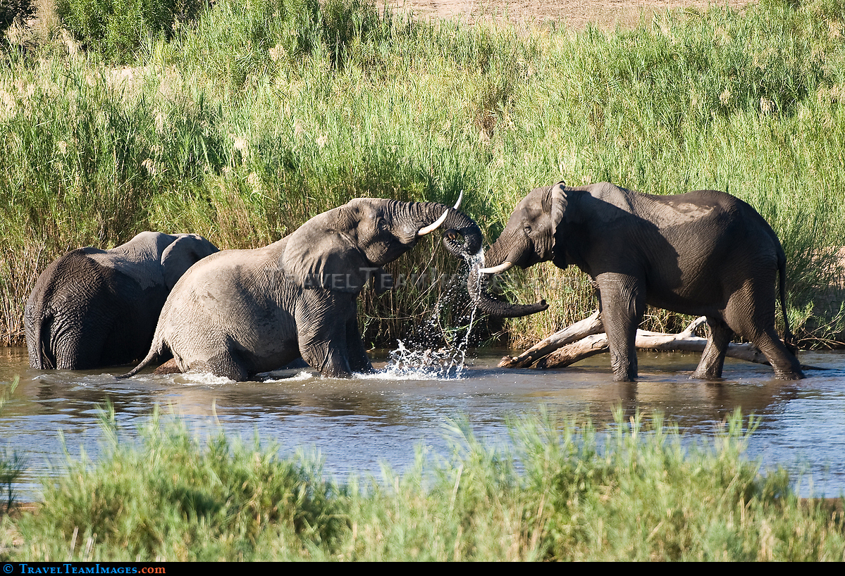 Elephants Fighting