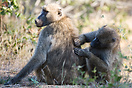 A Baboon is delousing a higher ranking male at Kruger National Park.
