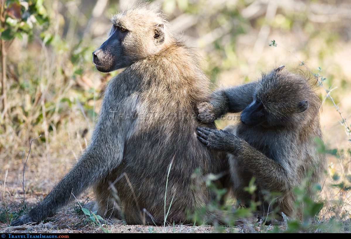 Baboons Delousing