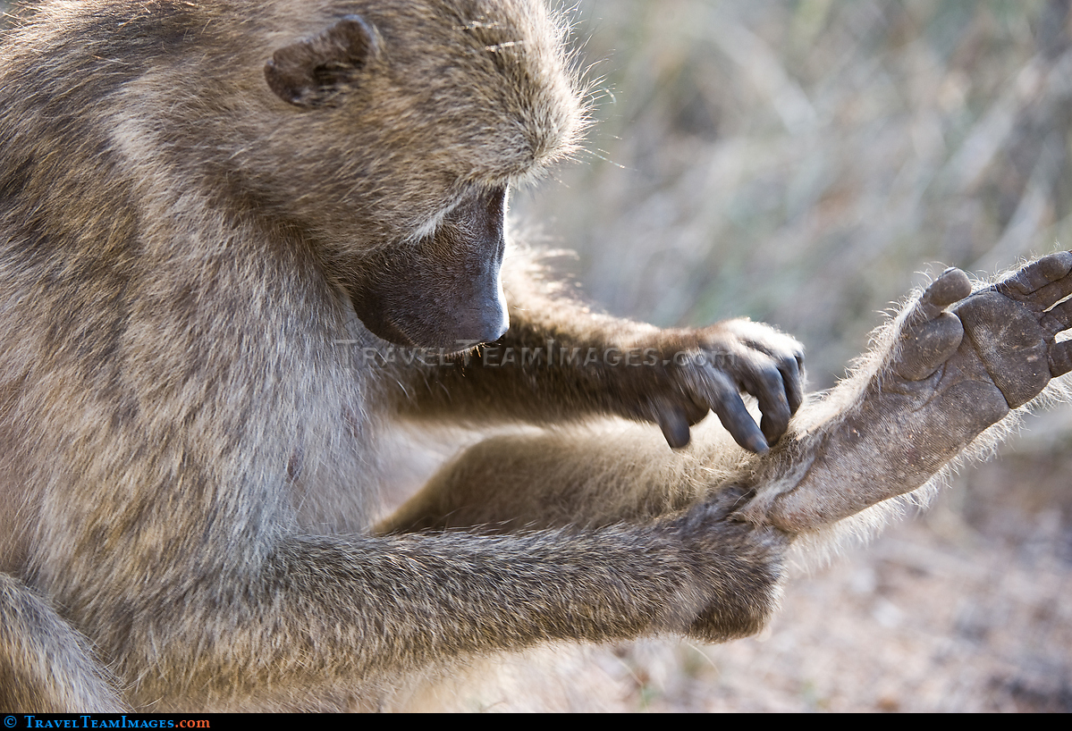 Baboon Grooming