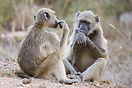 Two Baboons sitting down together, seen at Kruger National Park.