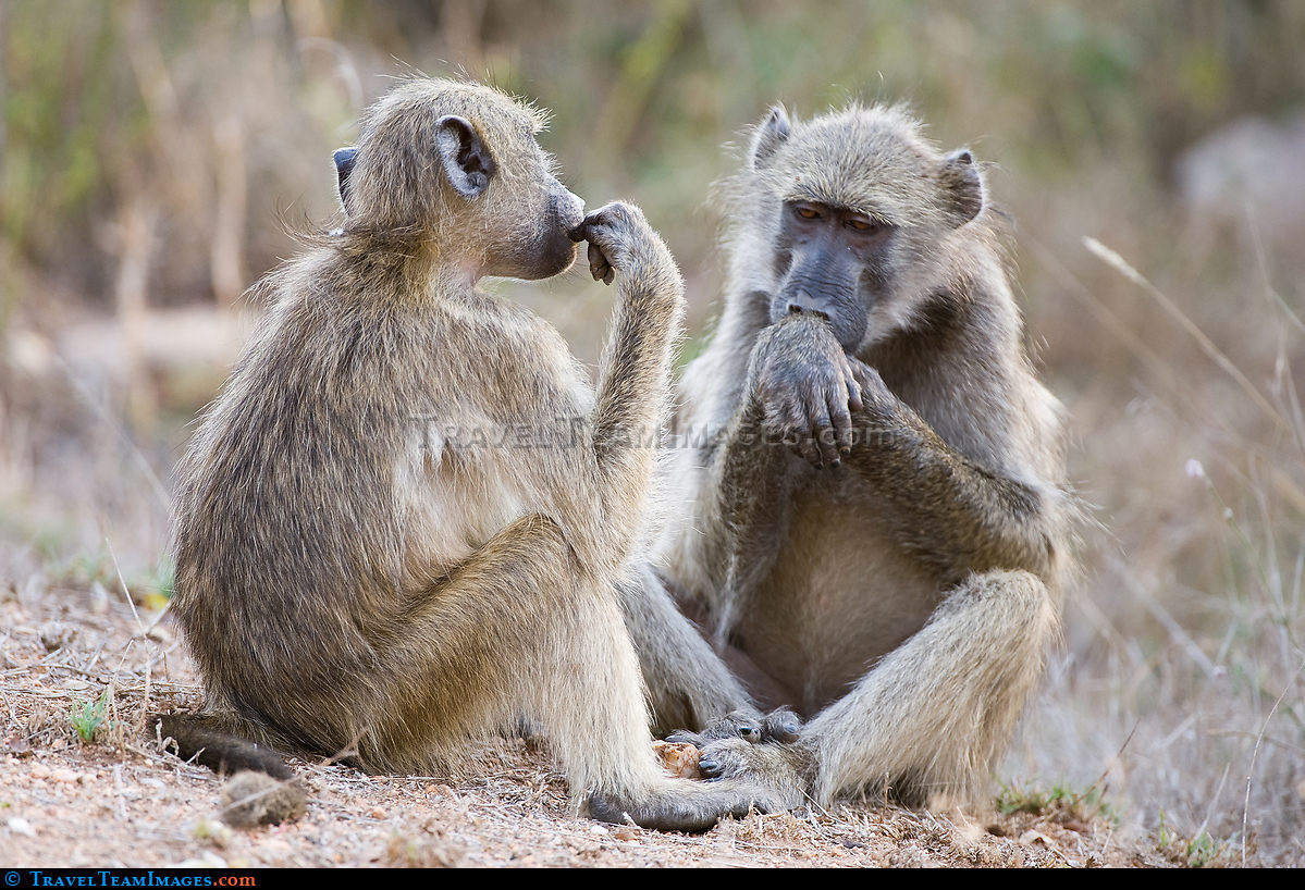Baboons