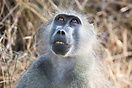 A baboon with his eyes turned skywards, looking as if he was praying, ...