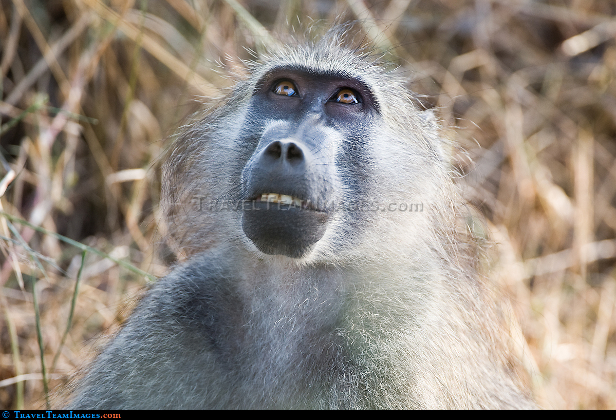 Baboon Praying